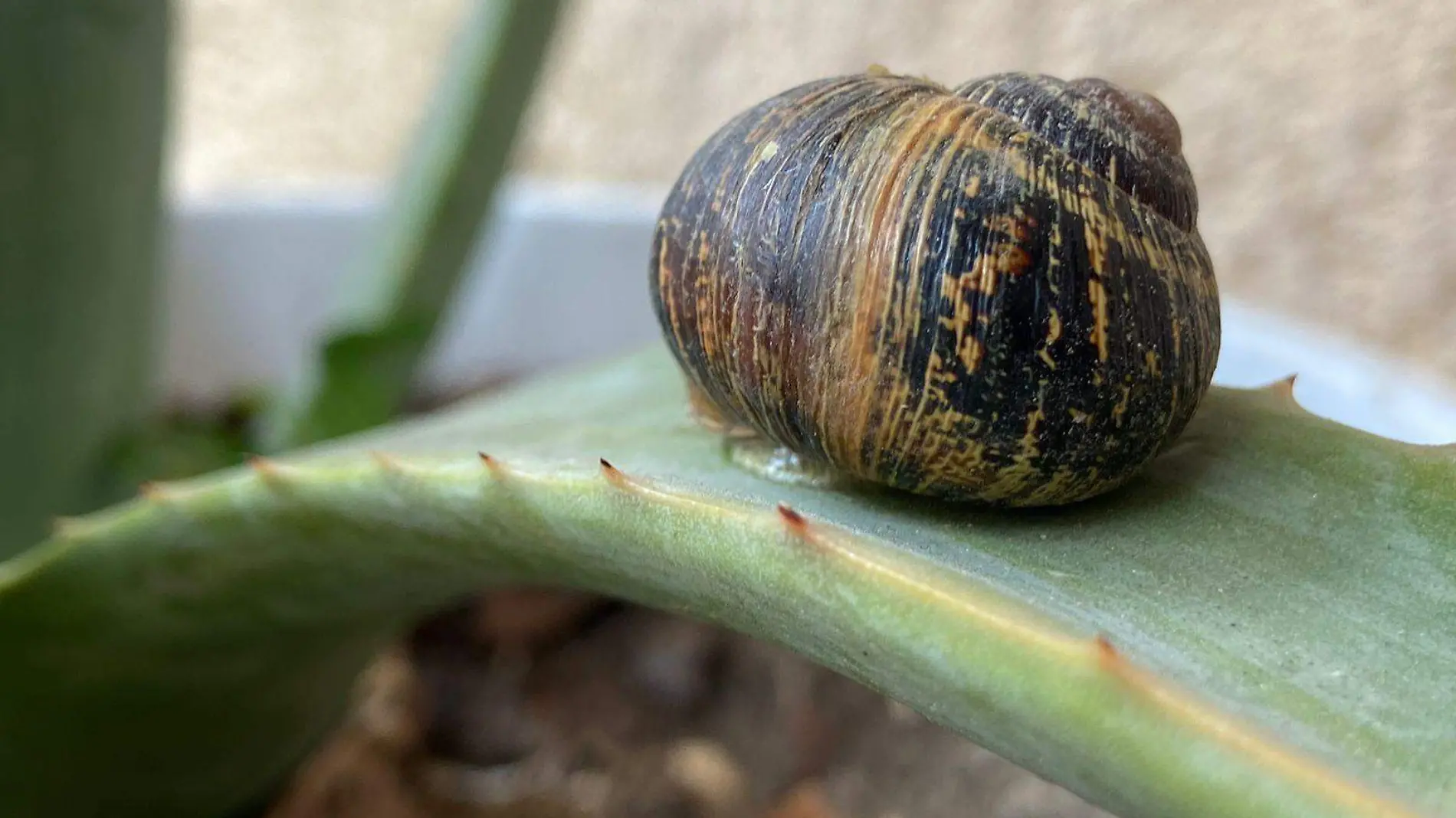 caracol  (2)